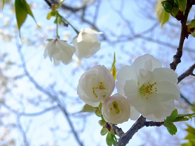 今年の桜_b0007594_23514387.jpg