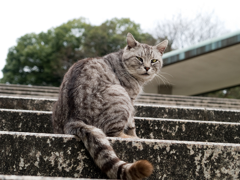 広島の猫#502_c0191394_2226920.jpg