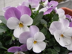 f0100194_6224226.jpg