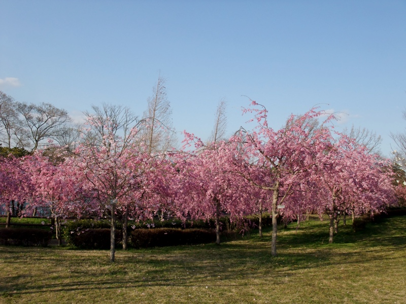 しだれ桜のトンネルで_c0200895_22162331.jpg