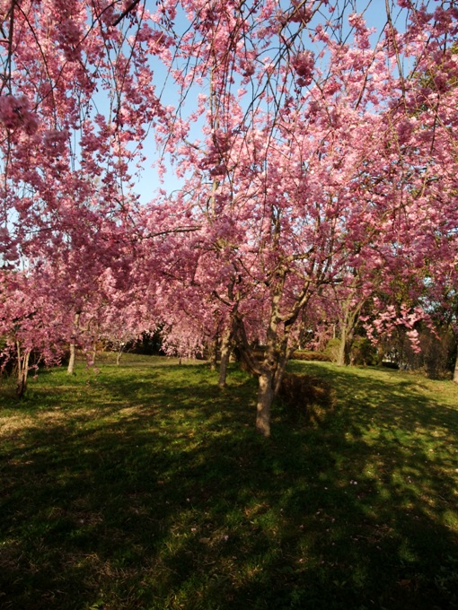 しだれ桜のトンネルで_c0200895_22231194.jpg