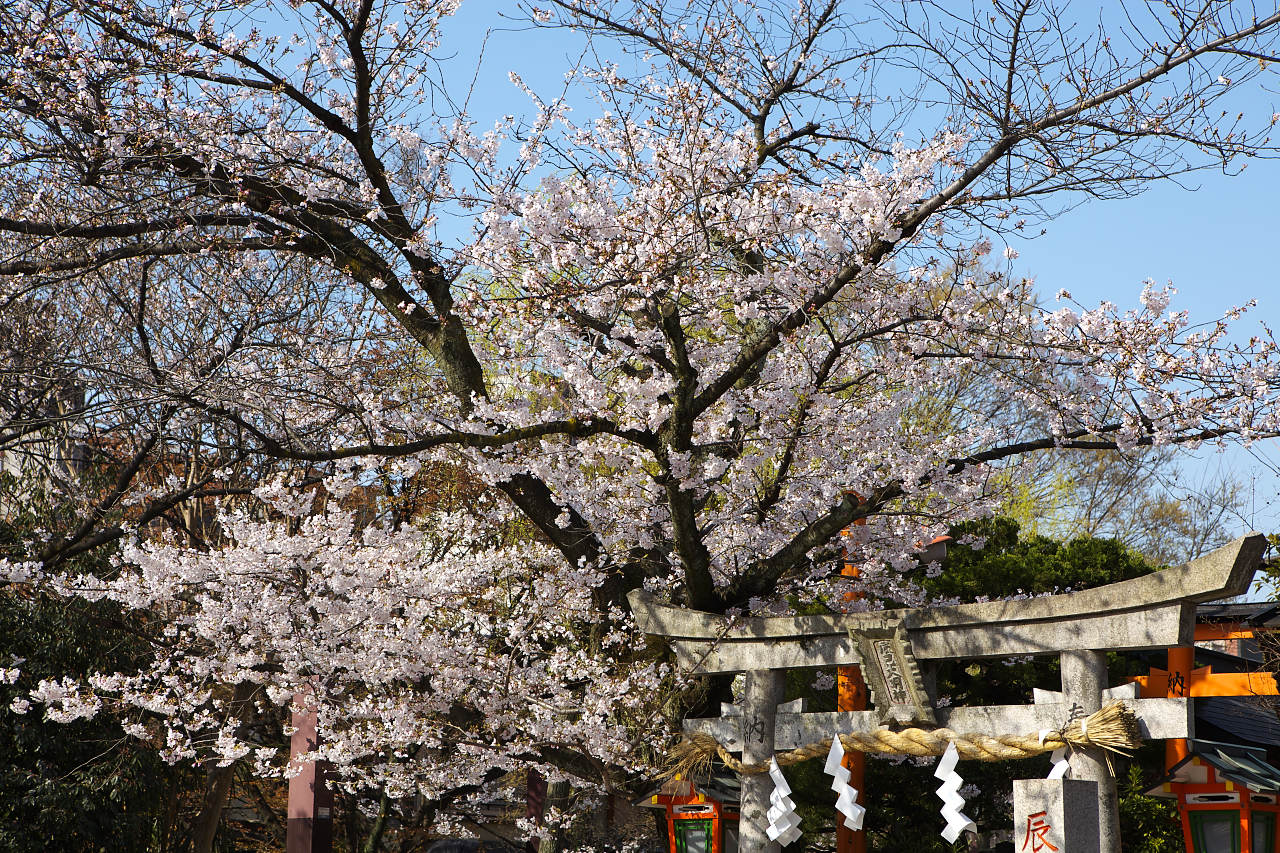 桜の饗宴・京都東山　ラスト_e0017995_22425578.jpg