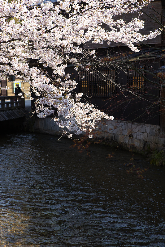 桜の饗宴・京都東山　ラスト_e0017995_22431251.jpg