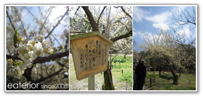 『ニワザクラ(庭桜)』 東山動植物園vol.23_b0142197_9293119.jpg