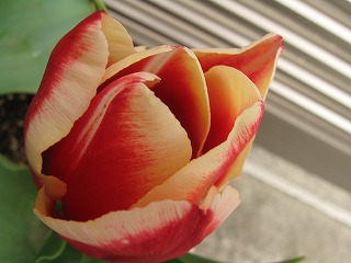 c0212298_17454795.jpg