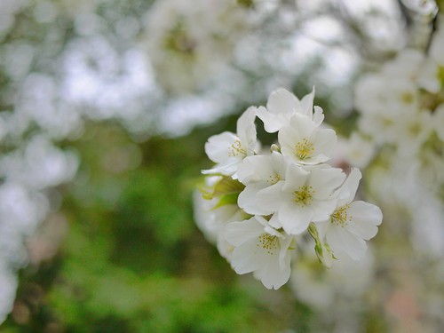 sakura:4_a0164102_97813.jpg