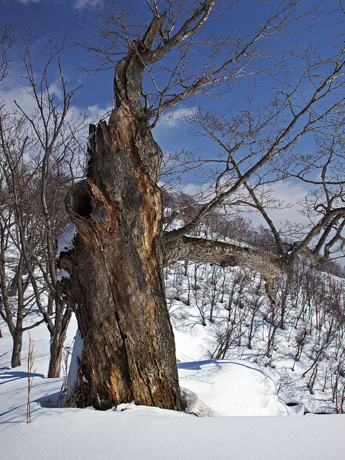 分監山から本監山？　　2010.4.4_f0200402_18542999.jpg