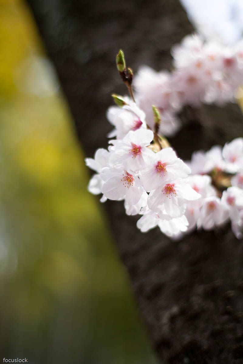 服部緑地の桜　2_f0220502_1852979.jpg