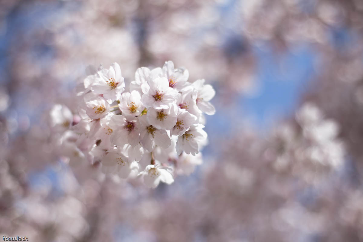 服部緑地の桜　2_f0220502_18544241.jpg