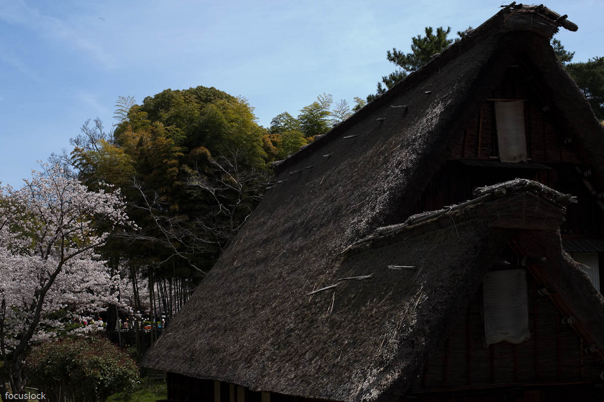 服部緑地の桜　2_f0220502_18574861.jpg