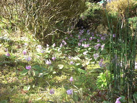 カタクリの花が咲きました。_c0194003_11193371.jpg