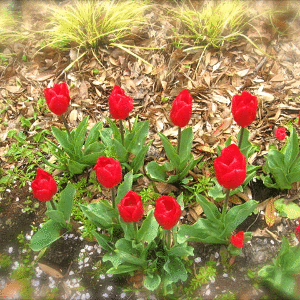 c0222805_0212035.gif
