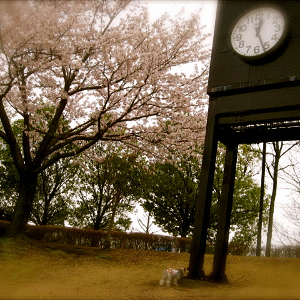c0222805_025160.gif