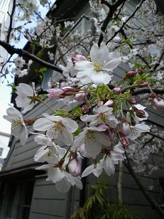 桜_d0124009_23191488.jpg