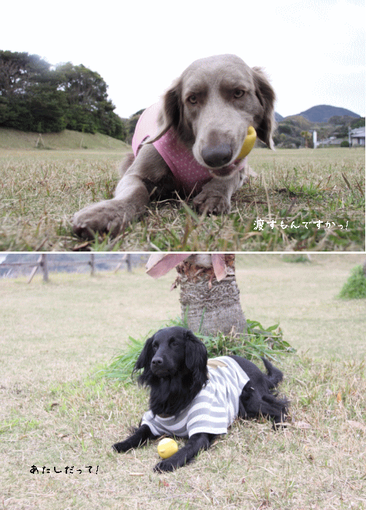 c0017311_6193638.gif