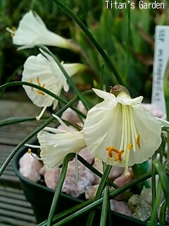 Narcissus cantabricus subsp. monophyllus_b0099813_028497.jpg