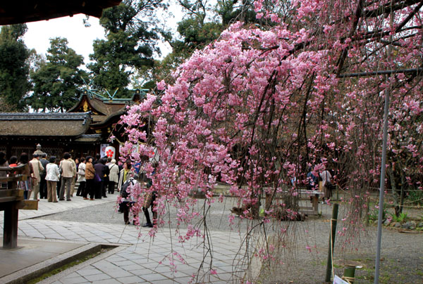 さくら満開　平野神社_e0048413_13523518.jpg