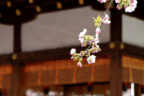 さくら満開　平野神社_e0048413_1353281.jpg