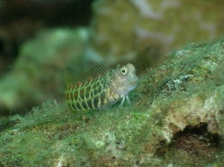 カエルウオはララン!_c0211615_11392928.jpg