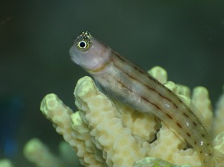 カエルウオはララン!_c0211615_11404117.jpg
