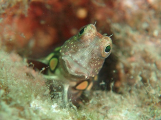カエルウオはララン!_c0211615_114069.jpg