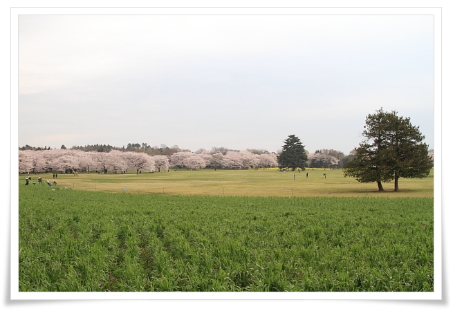 昭和記念公園でお花見_b0183917_18475424.jpg