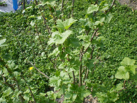 c0124619_5294075.jpg