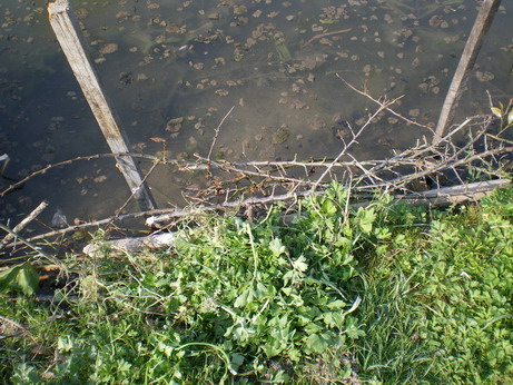 c0124619_5332934.jpg