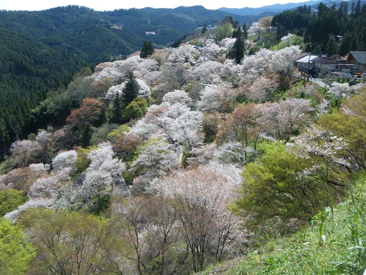 名物ざくら「前ノ坊さくら」 _e0154524_16153129.jpg