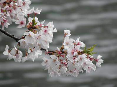 c0201427_1544927.jpg