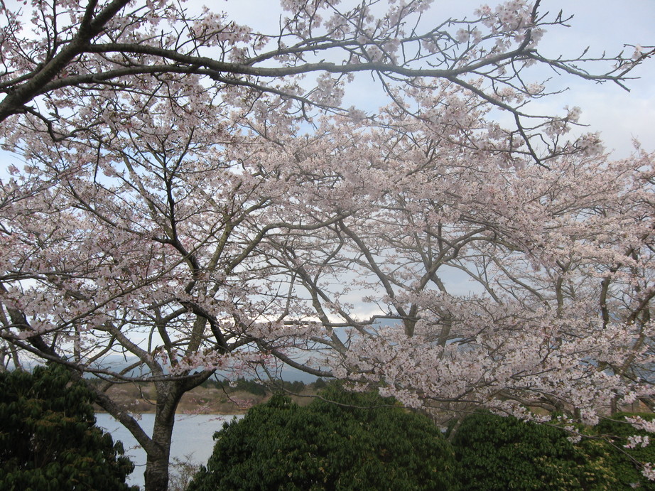 2010年04月10日 箱根~富士山周辺_d0085428_22555191.jpg