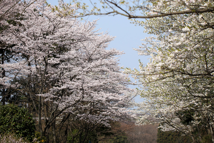 桜_e0155629_935216.jpg