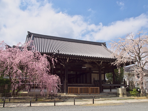 桜花巡礼2010～京都・妙満寺～　(4/3)_e0080133_142153.jpg