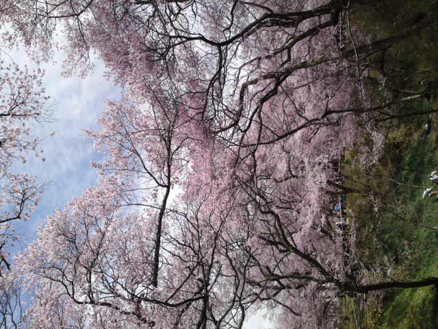高遠城の桜_f0029541_12552645.jpg