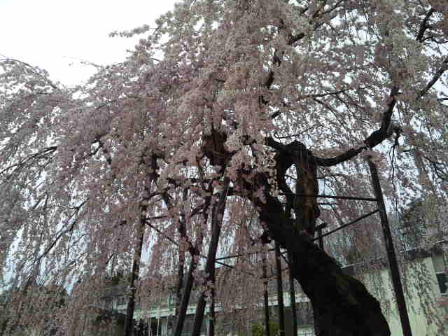 孝子桜_a0120144_23184470.jpg