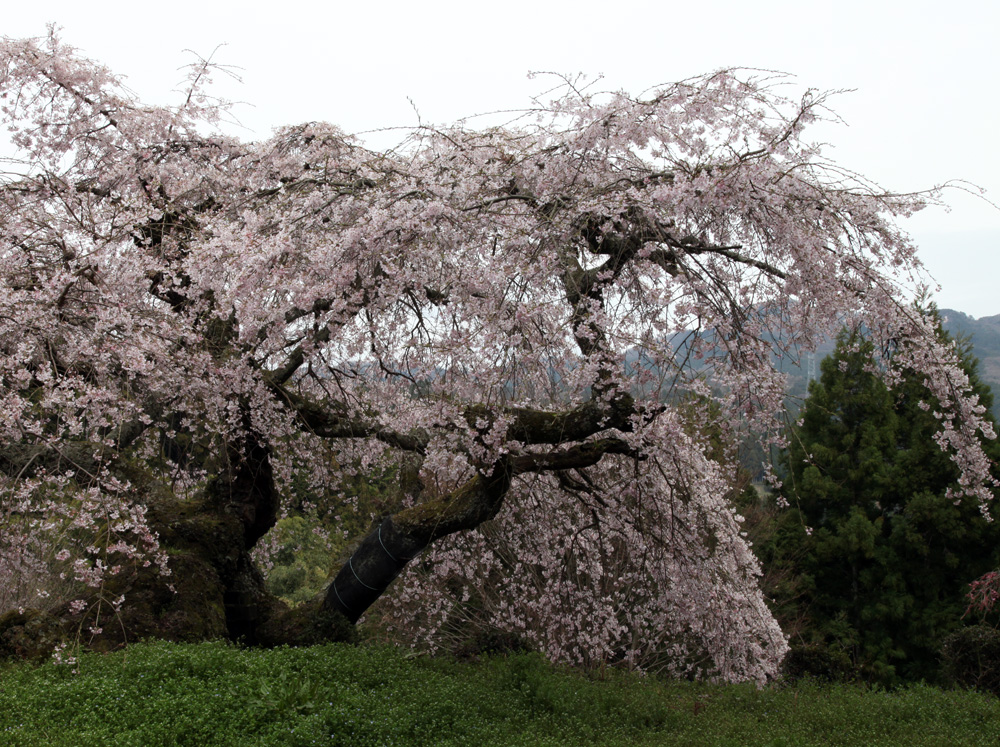 桜井市　瀧蔵神社　枝垂れ桜_c0108146_21203276.jpg