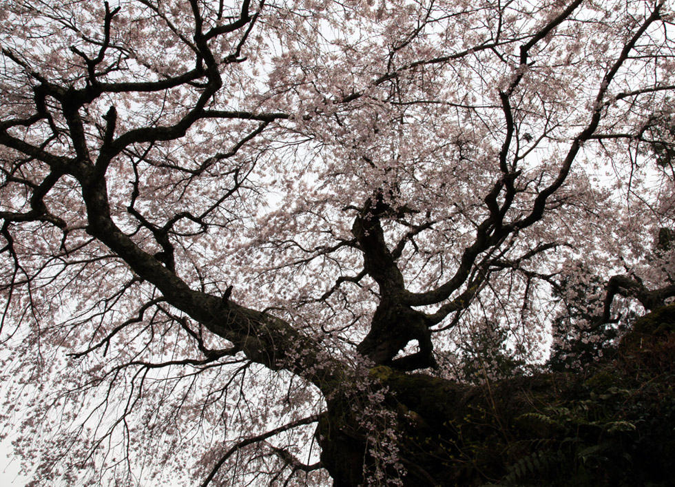 桜井市　瀧蔵神社　枝垂れ桜_c0108146_21205234.jpg