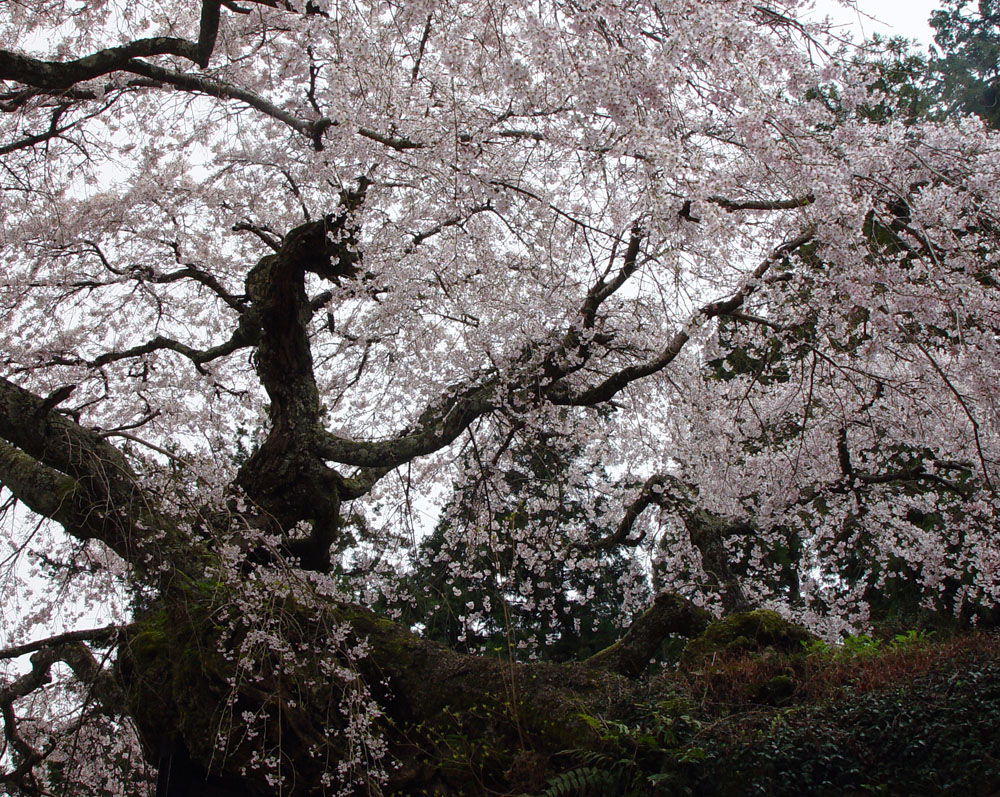 桜井市　瀧蔵神社　枝垂れ桜_c0108146_21211319.jpg