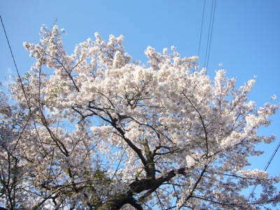 e0100046_1715089.jpg