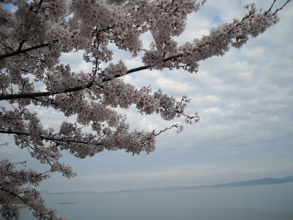 展望台の桜_f0184247_18543524.jpg