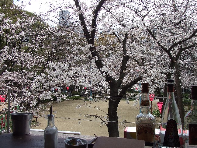 A retaurant where you can see cherry blossoms_e0046748_1529349.jpg