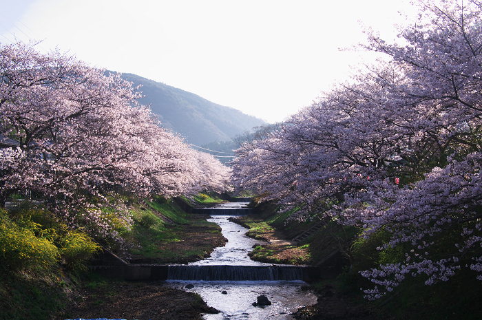 井手 玉川の桜並木 花景色 K W C Photoblog