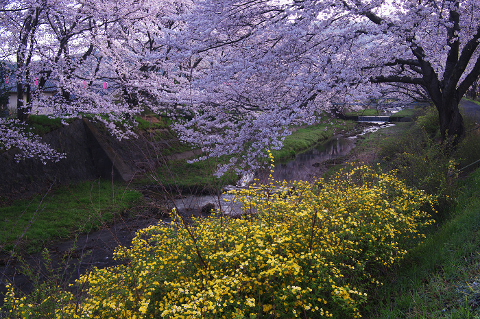 井手・玉川の桜並木_f0155048_0132432.jpg