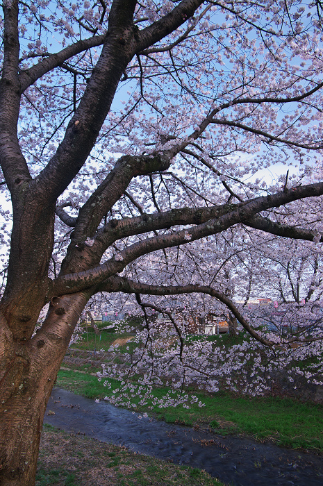 井手・玉川の桜並木_f0155048_0135491.jpg