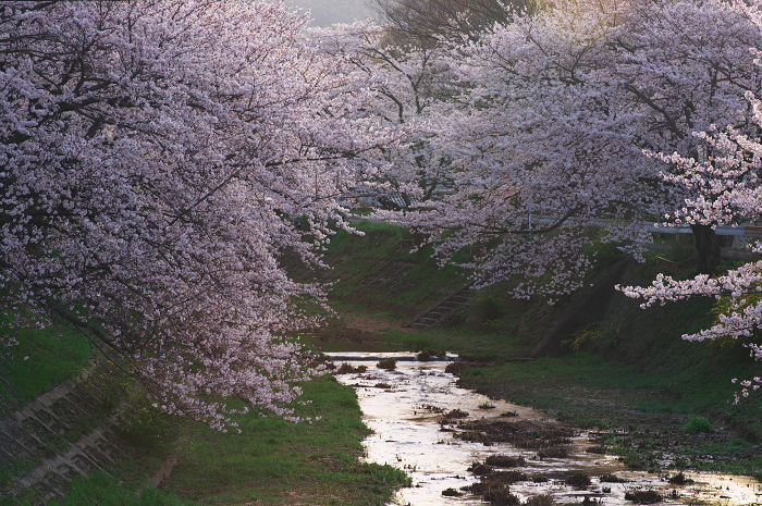 井手・玉川の桜並木_f0155048_013570.jpg