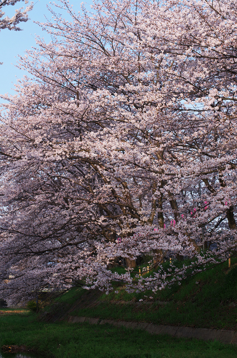 井手・玉川の桜並木_f0155048_0145343.jpg