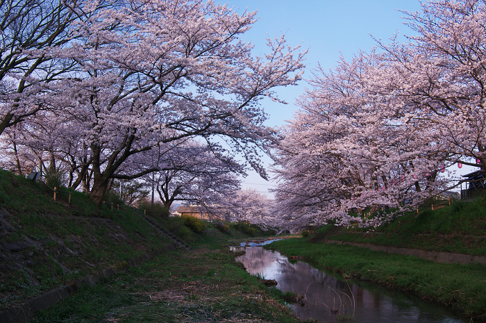 井手・玉川の桜並木_f0155048_014760.jpg