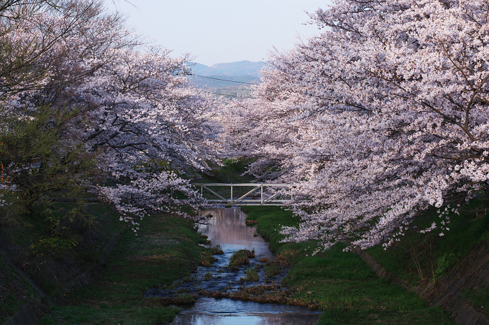 井手・玉川の桜並木_f0155048_0151813.jpg