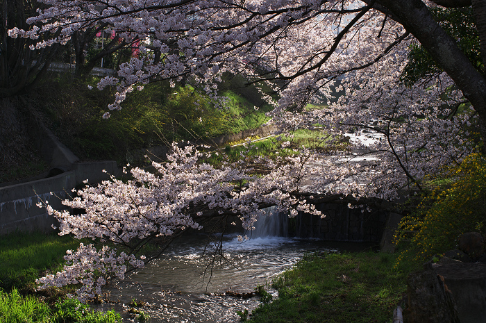 井手・玉川の桜並木_f0155048_0162267.jpg