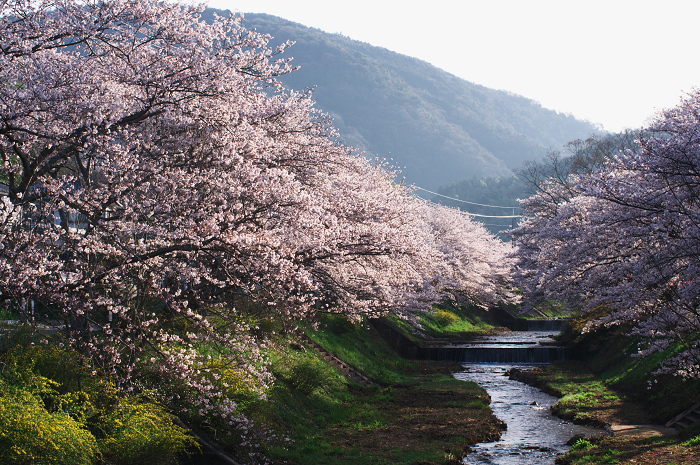 井手・玉川の桜並木_f0155048_0164136.jpg